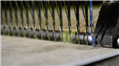 Synthetic turf weaving Production, to achieve the installation of its synthetic turf layers, Italgreen follows these processes: Extrusion, Twisting, Weaving (in the picture), Spreading... <a href=_/en/synthetic-turf-production-installation-maintenance__Read.html all</a>